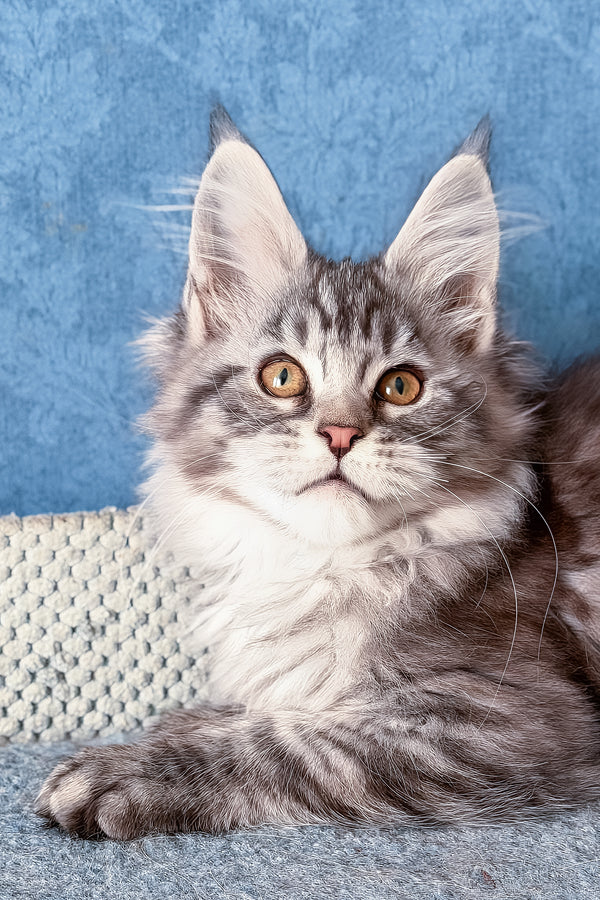 Luna | Maine Coon Kitten