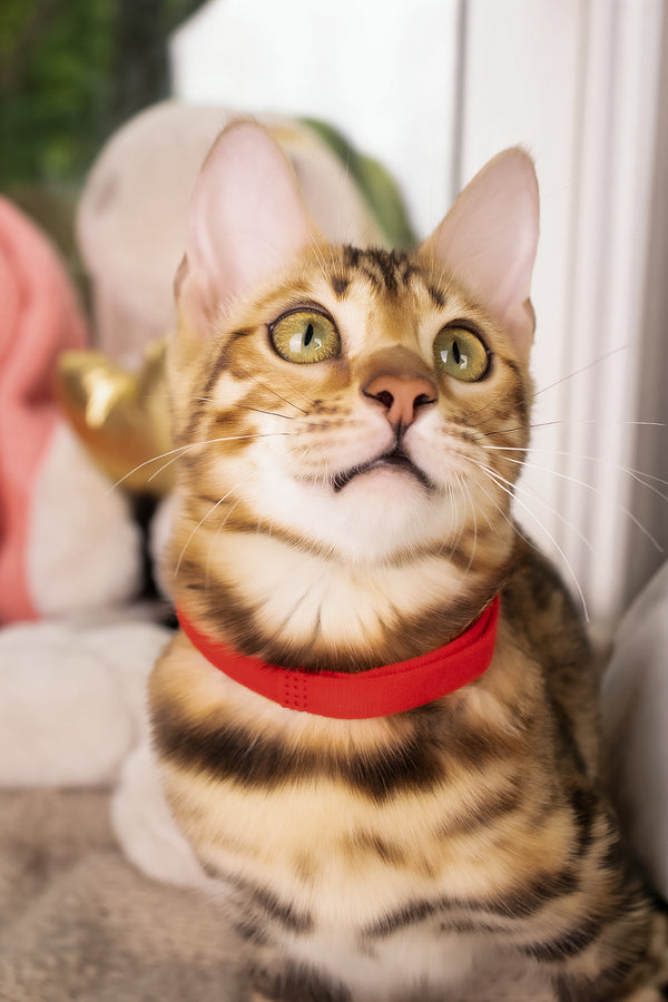Laila | Bengal Kitten