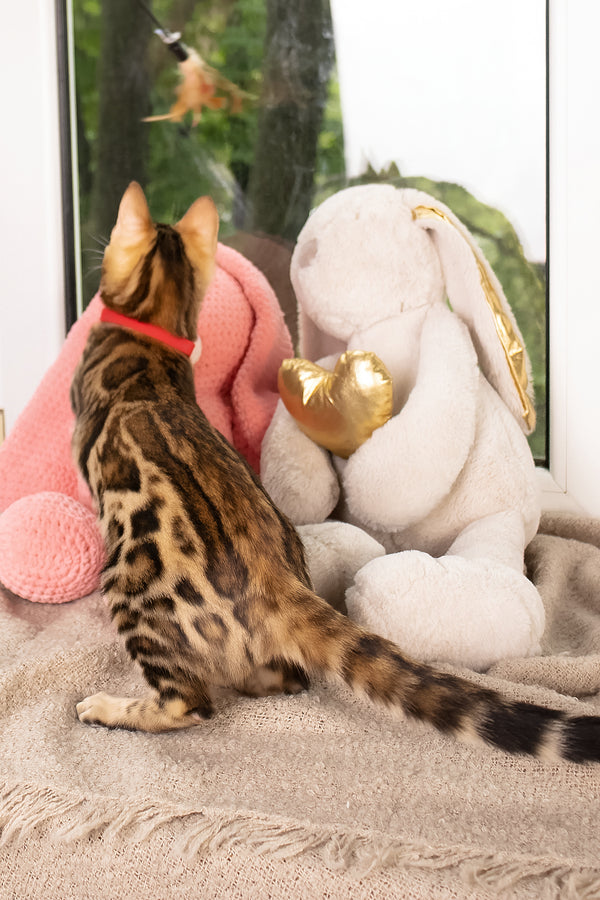 Laila | Bengal Kitten
