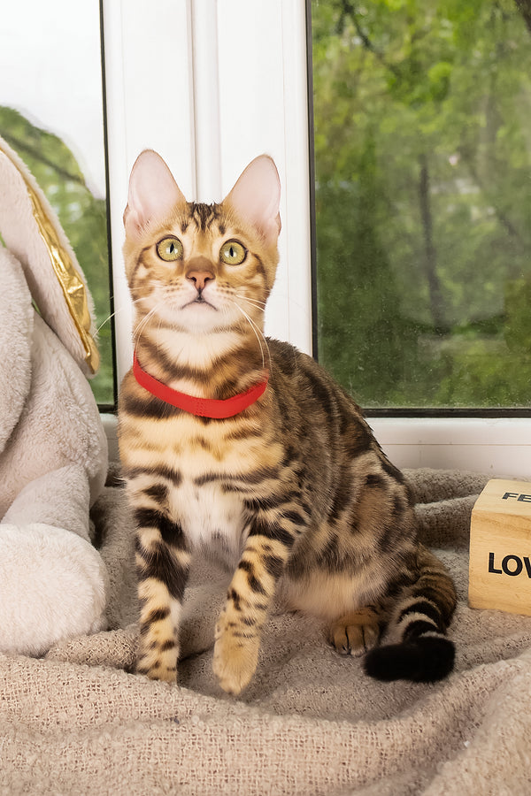 Laila | Bengal Kitten