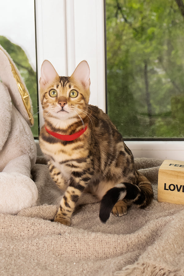Laila | Bengal Kitten