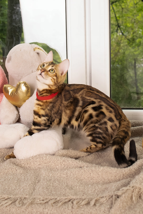 Laila | Bengal Kitten