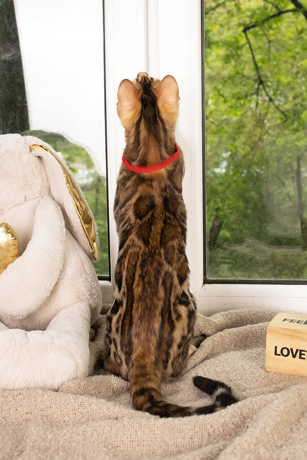 Laila | Bengal Kitten