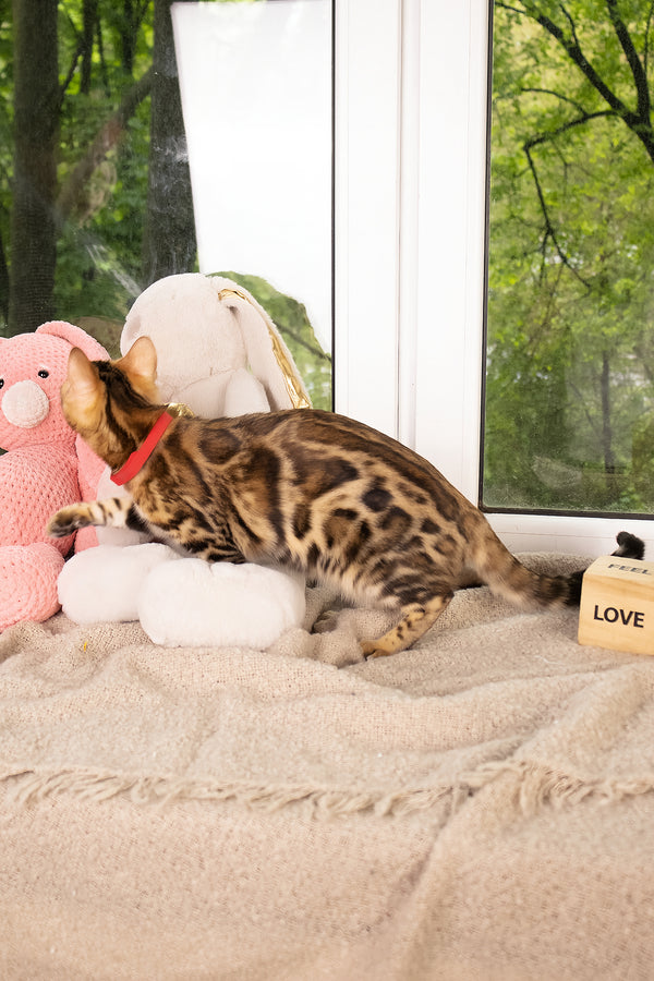 Laila | Bengal Kitten