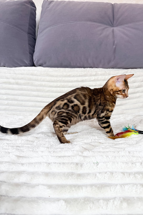 Laila | Bengal Kitten