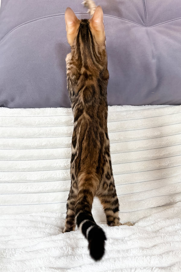 Laila | Bengal Kitten