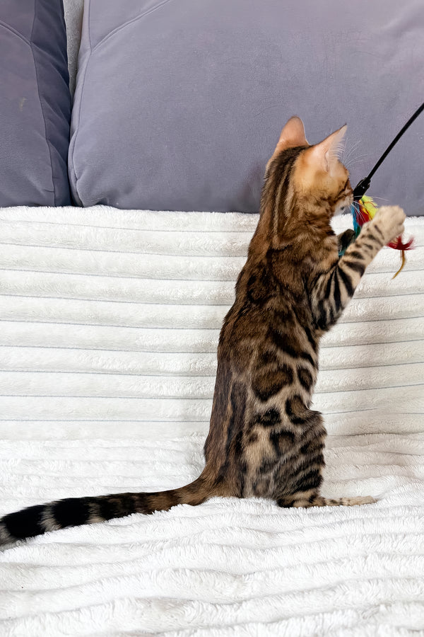 Laila | Bengal Kitten