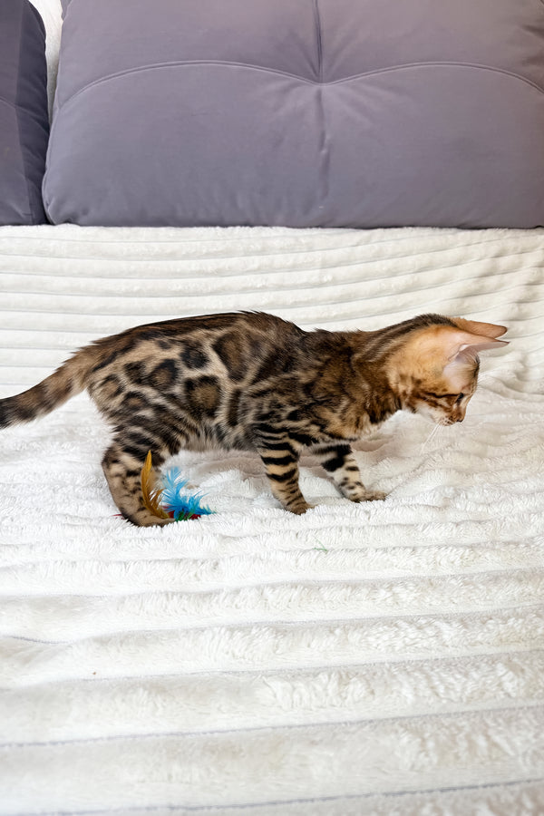 Laila | Bengal Kitten