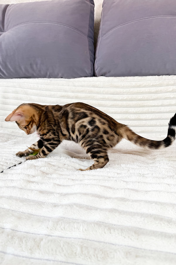 Laila | Bengal Kitten
