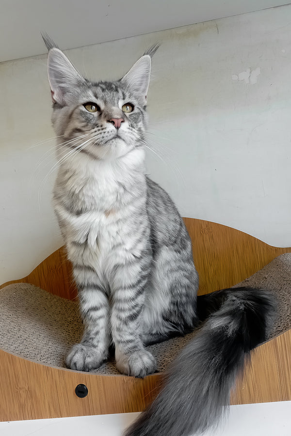 Laima | Maine Coon Kitten