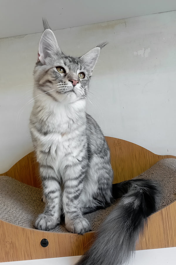 Laima | Maine Coon Kitten