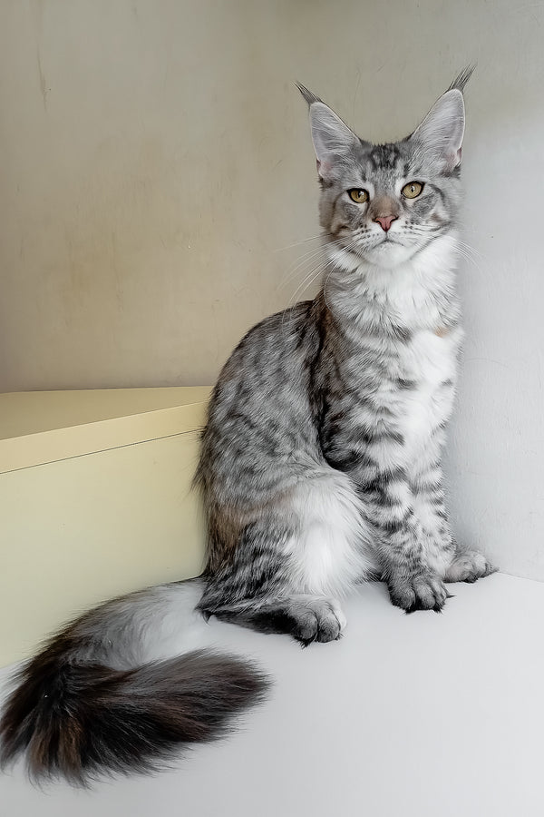 Laima | Maine Coon Kitten