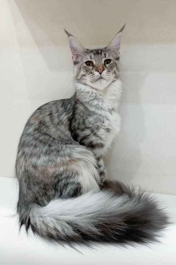 Laima | Maine Coon Kitten