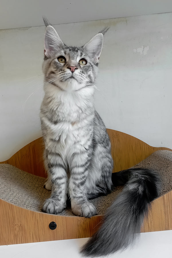 Laima | Maine Coon Kitten