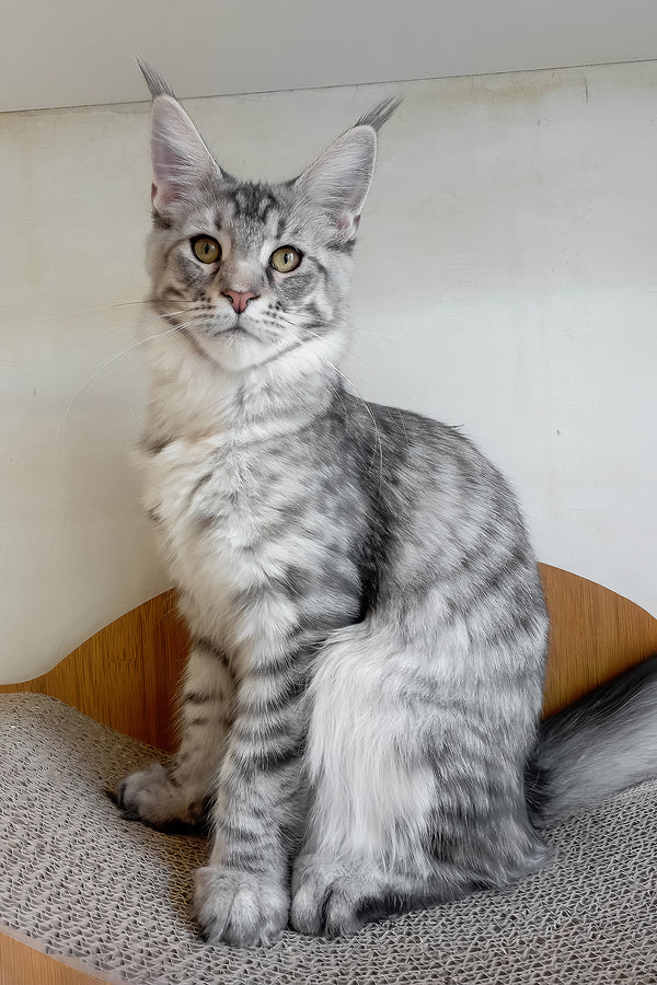 Laima | Maine Coon Kitten