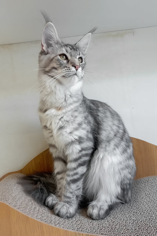 Laima | Maine Coon Kitten