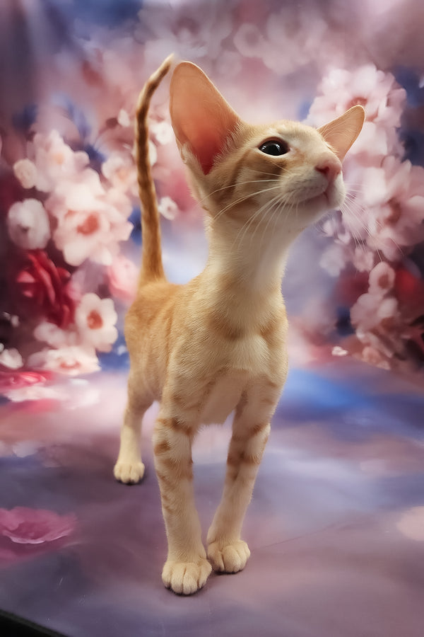 Lain | Oriental Shorthair Kitten