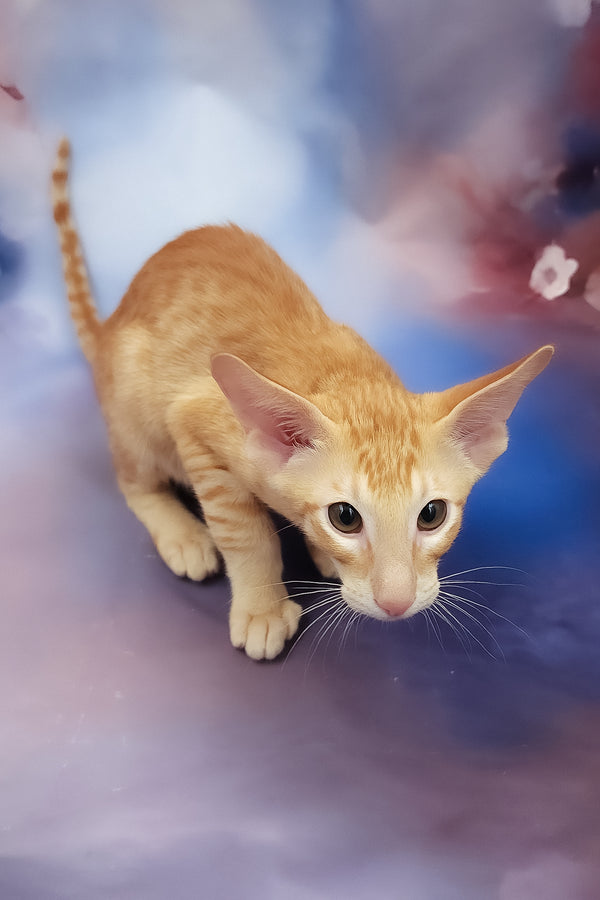 Lain | Oriental Shorthair Kitten