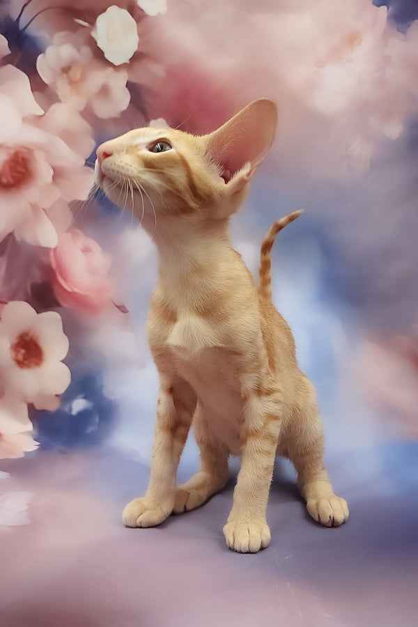 Lain | Oriental Shorthair Kitten