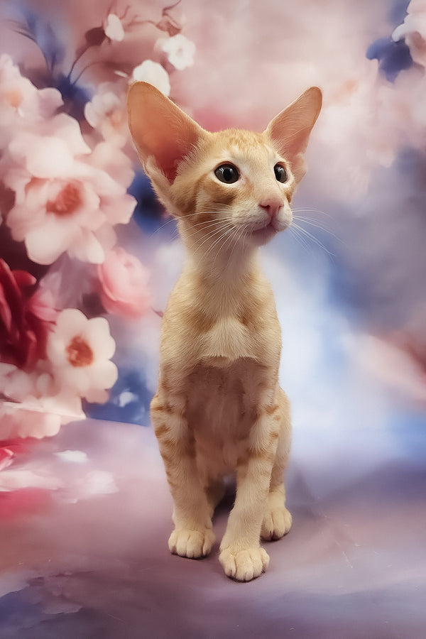 Lain | Oriental Shorthair Kitten