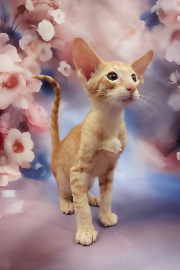 Lain | Oriental Shorthair Kitten
