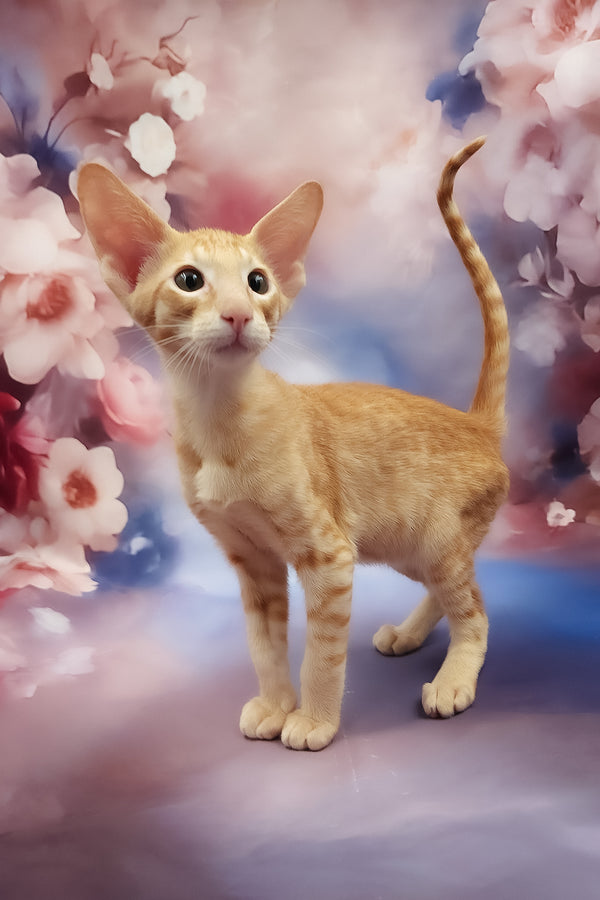 Lain | Oriental Shorthair Kitten