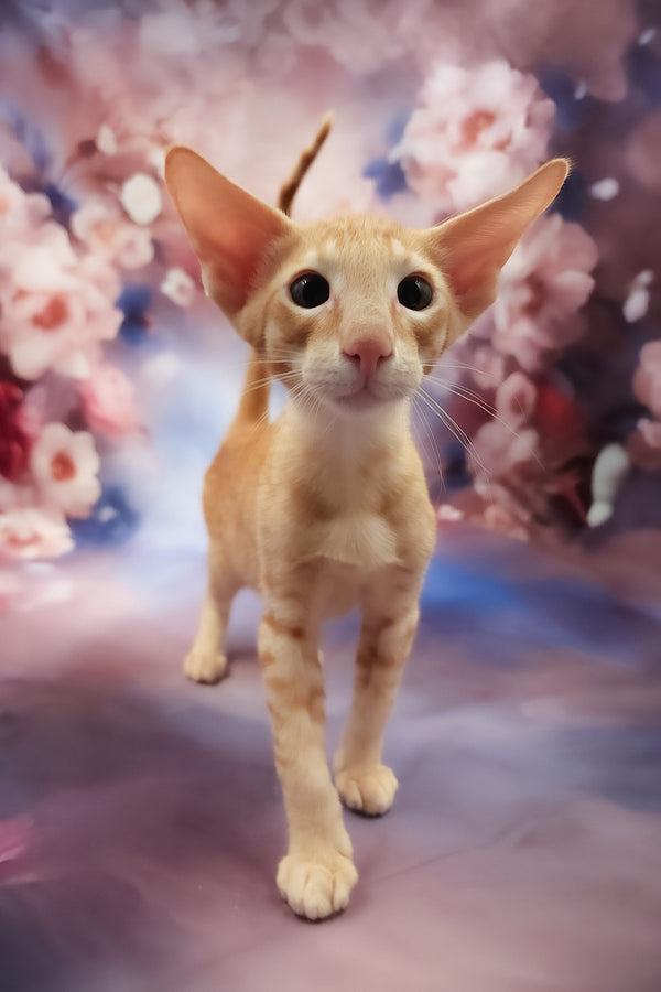 Lain | Oriental Shorthair Kitten