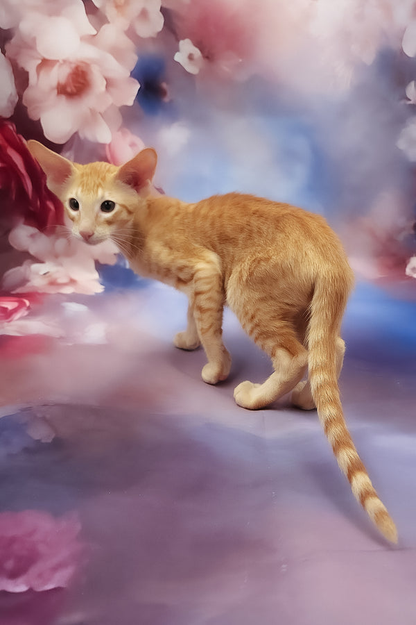 Lain | Oriental Shorthair Kitten