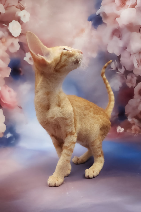 Lain | Oriental Shorthair Kitten