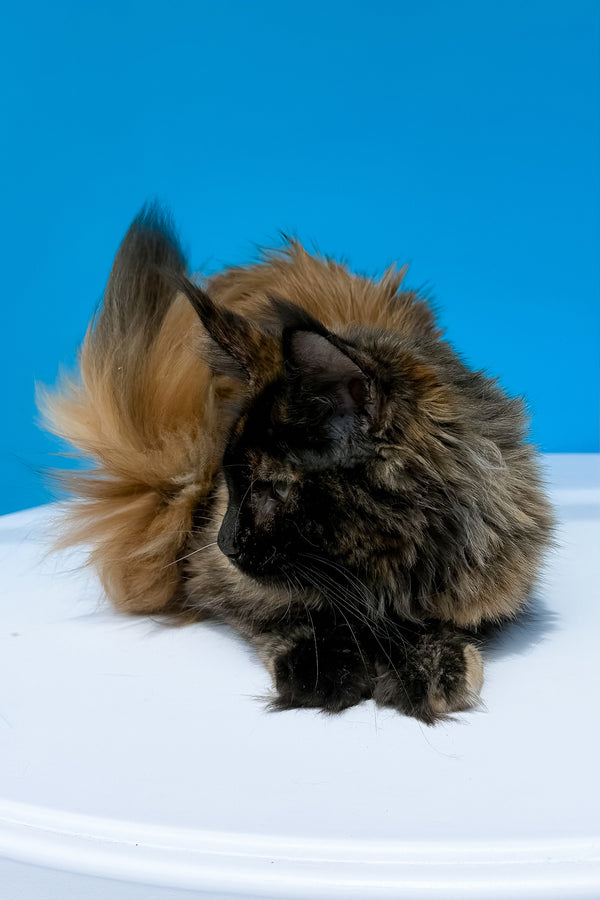 A fluffy maine coon kitten with long black tortoise fur resting on a white surface showcasing purebred kitties