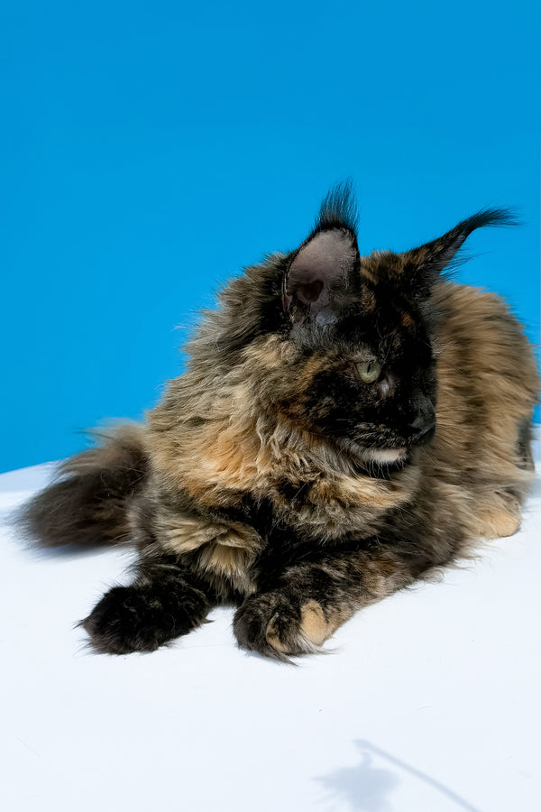 A fluffy black tortoise maine coon kitten with long fur and tufted ears lounges against a vibrant blue background