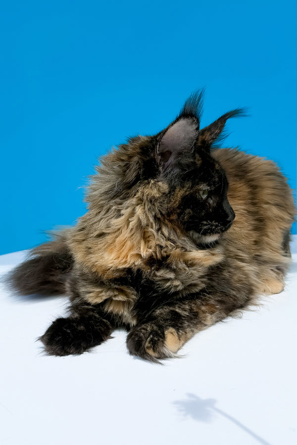 A fluffy maine coon kitten with black tortoise patches and long hair from purebred kitties collection laksa