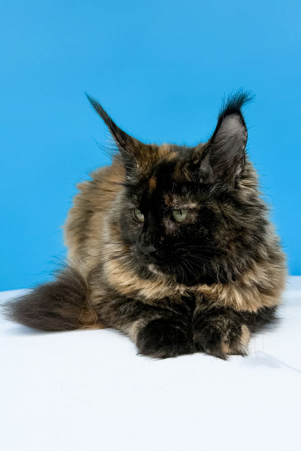 A fluffy tortoiseshell maine coon kitten with long ears and a soft black tortoise maine multi-toned coat from laksa purebred kitties