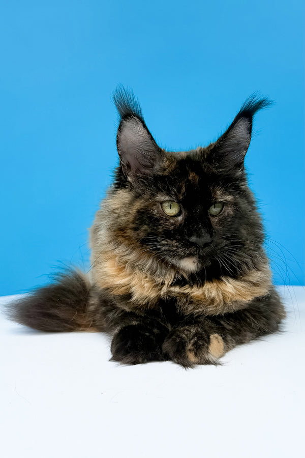 Laksa maine coon kitten black tortoise maine with fluffy fur and striking green eyes purebred kitties pet