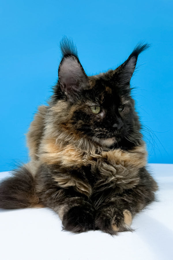 Laksa maine coon kitten with fluffy black tortoise fur and green eyes resting on white surface blue background
