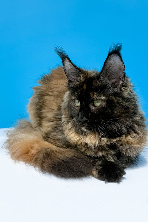 A fluffy black tortoise maine coon kitten with green eyes rests on white surface against vibrant blue background