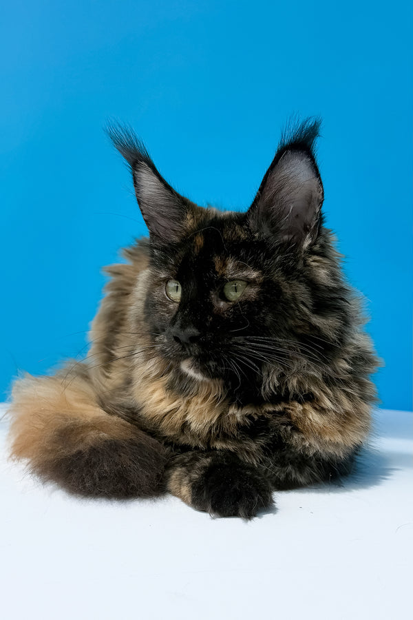A fluffy black tortoise maine coon kitten with green eyes and tufted ears resting on white with blue background