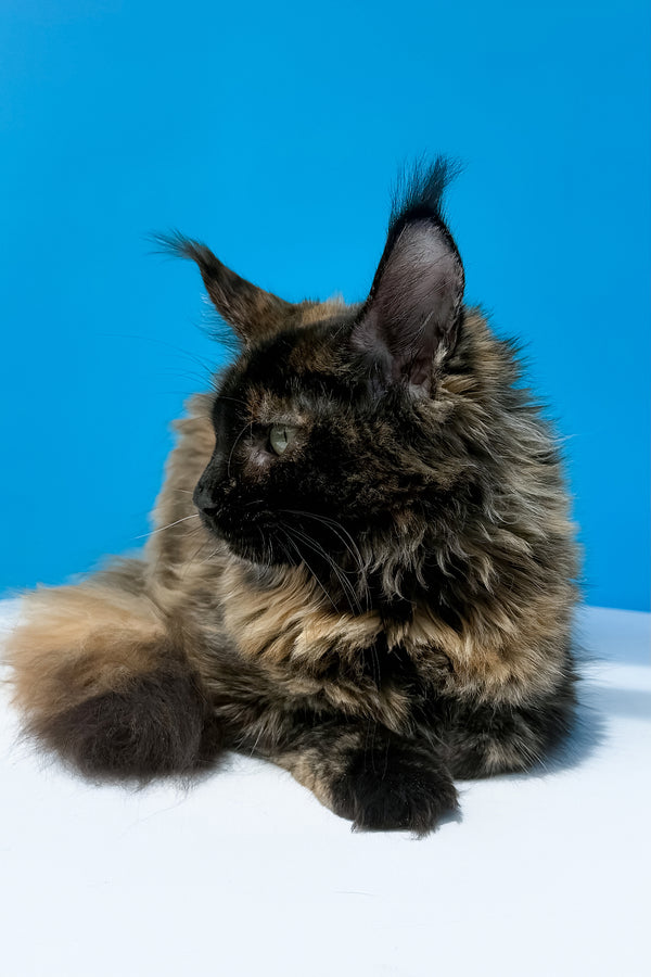 A fluffy black tortoise maine coon kitten named laksa with long fur and tufted ears perfect for purebred kitties lovers