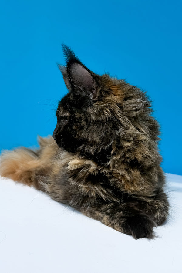 A fluffy black tortoise maine coon kitten with long thick fur and pointed ears resting on white surface against blue background