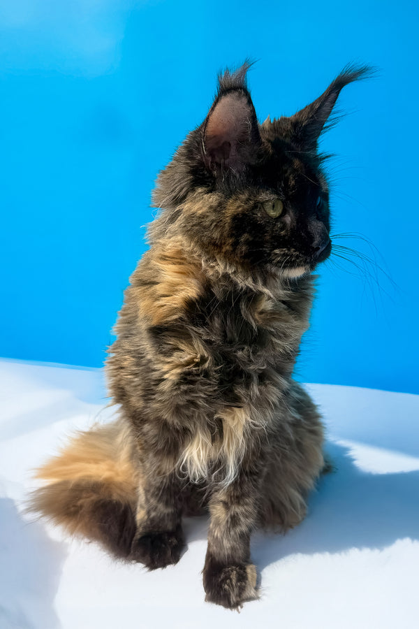 A fluffy black tortoise maine coon kitten with green eyes sitting against a vibrant blue background photo for purebred kitties