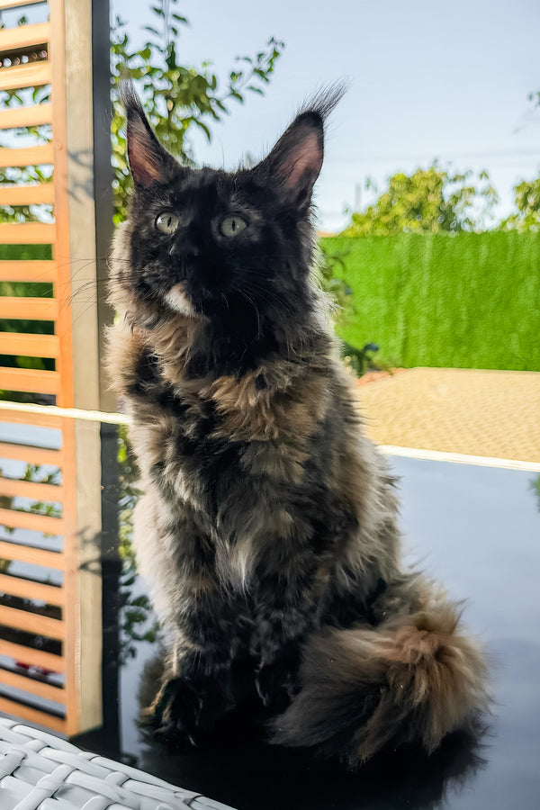 Laksa | Maine Coon Kitten