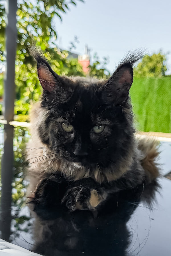 Laksa | Maine Coon Kitten