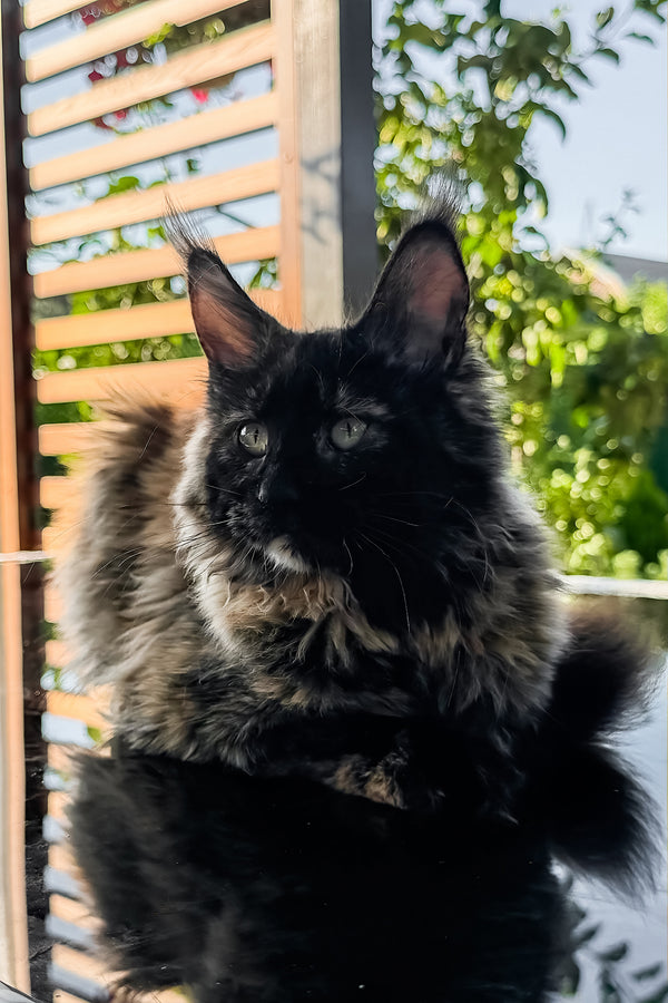 Laksa | Maine Coon Kitten
