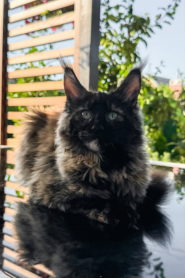Laksa | Maine Coon Kitten