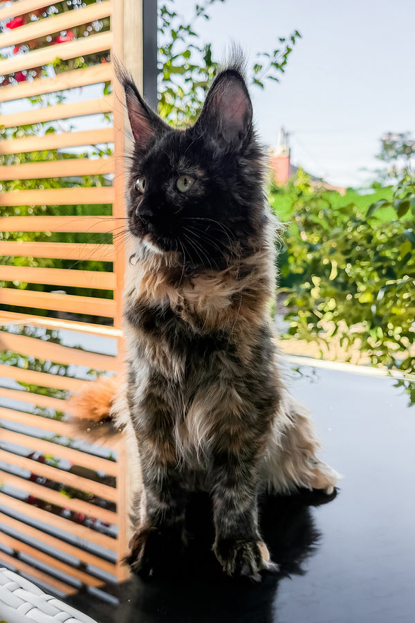 Laksa | Maine Coon Kitten