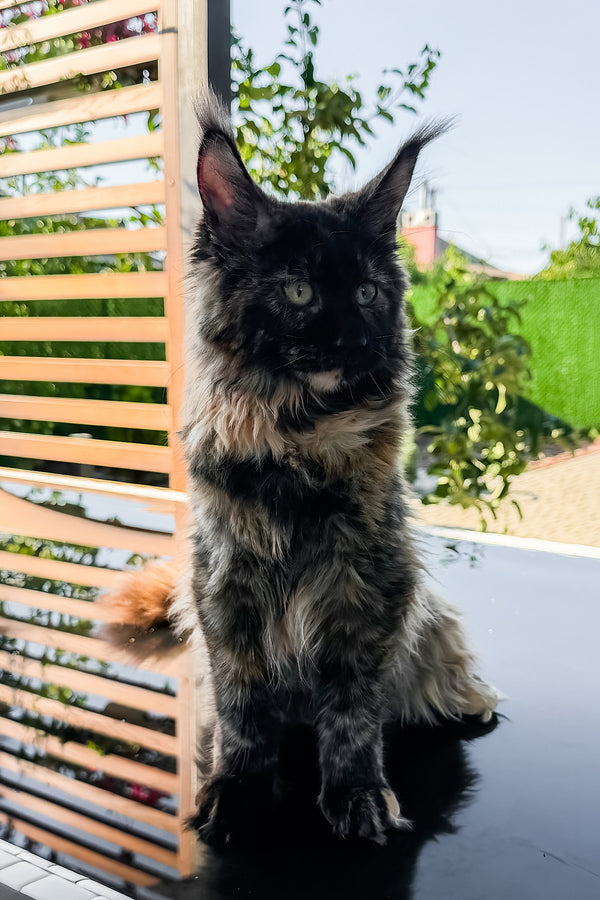 Laksa | Maine Coon Kitten