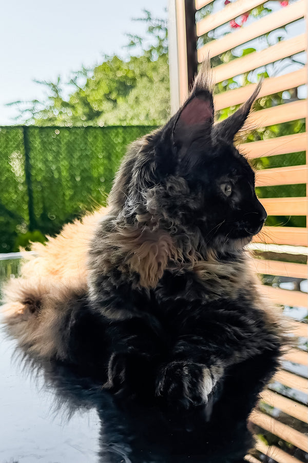 Laksa | Maine Coon Kitten