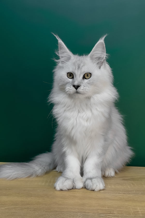 Lambada | Polydactyl Maine Coon Kitten