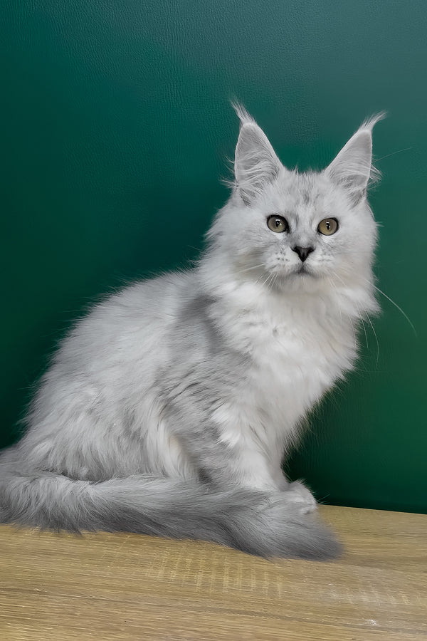 Lambada | Polydactyl Maine Coon Kitten
