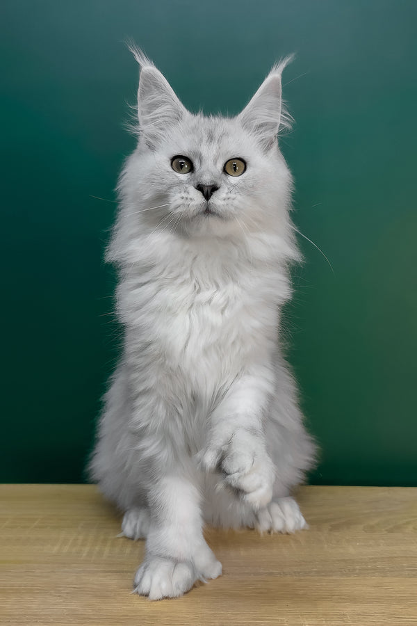 Lambada | Polydactyl Maine Coon Kitten
